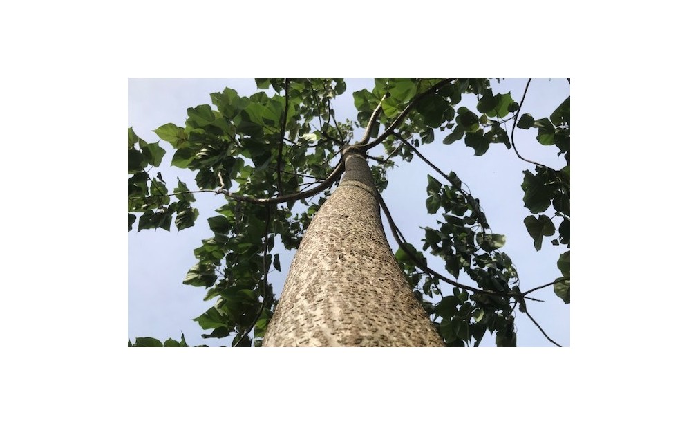 Paulownia - “A Árvore do Surf”